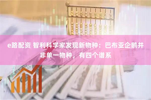 e路配资 智利科学家发现新物种:巴布亚企鹅并非单一物种,有四个谱系