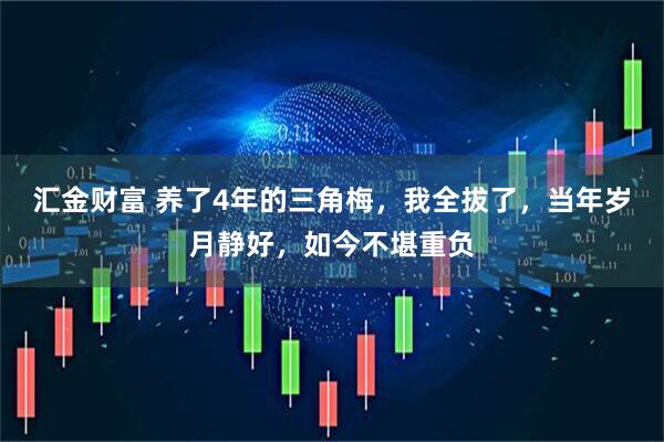汇金财富 养了4年的三角梅，我全拔了，当年岁月静好，如今不堪重负